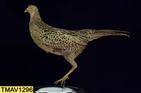 藏品(環頸雉)的圖片